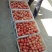 西红柿精品