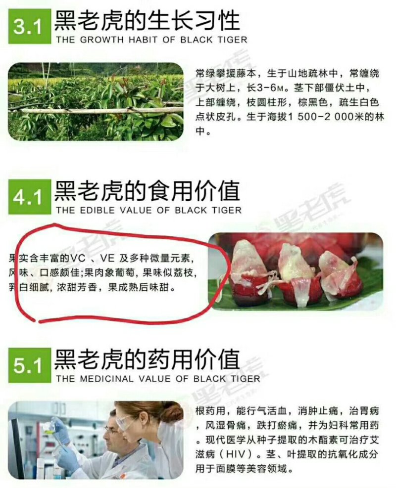 大量供应黑老虎鲜果
