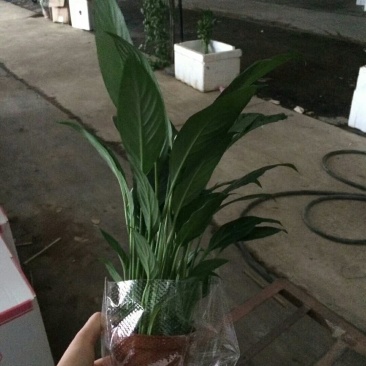 白掌