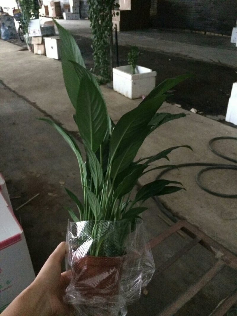 白掌