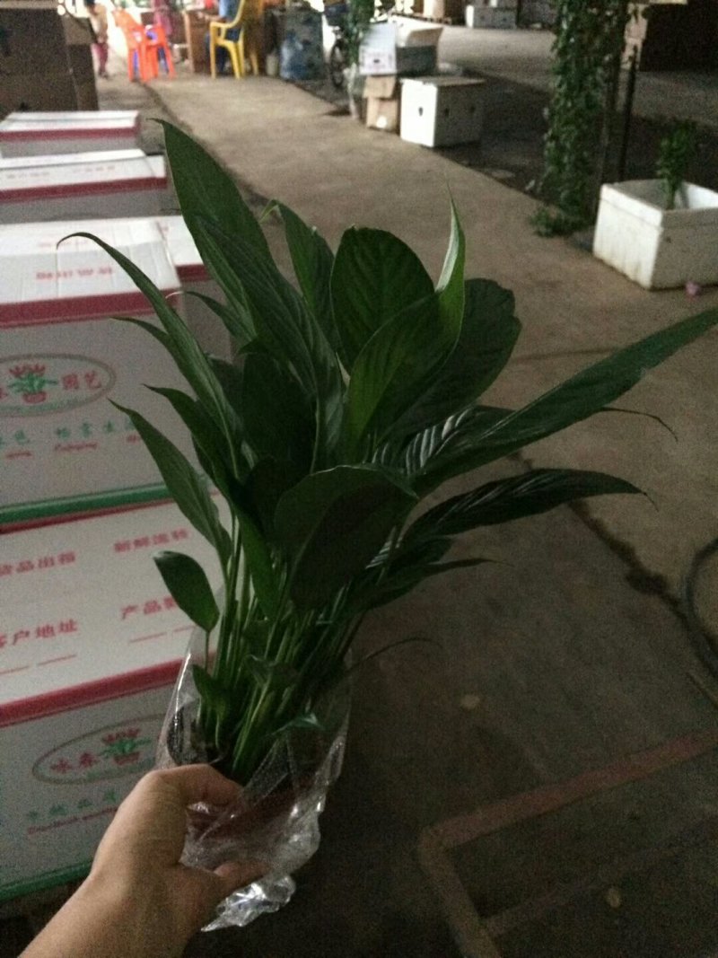 白掌