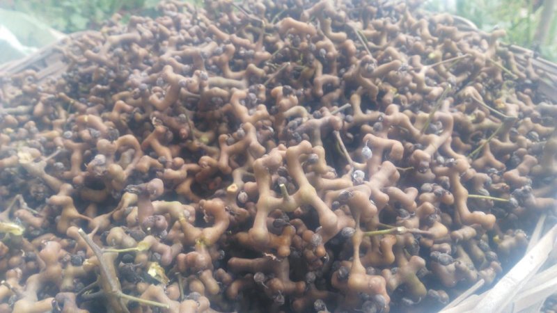 拐枣树苗新鲜万寿果苗子鸡爪梨金勾子果苗