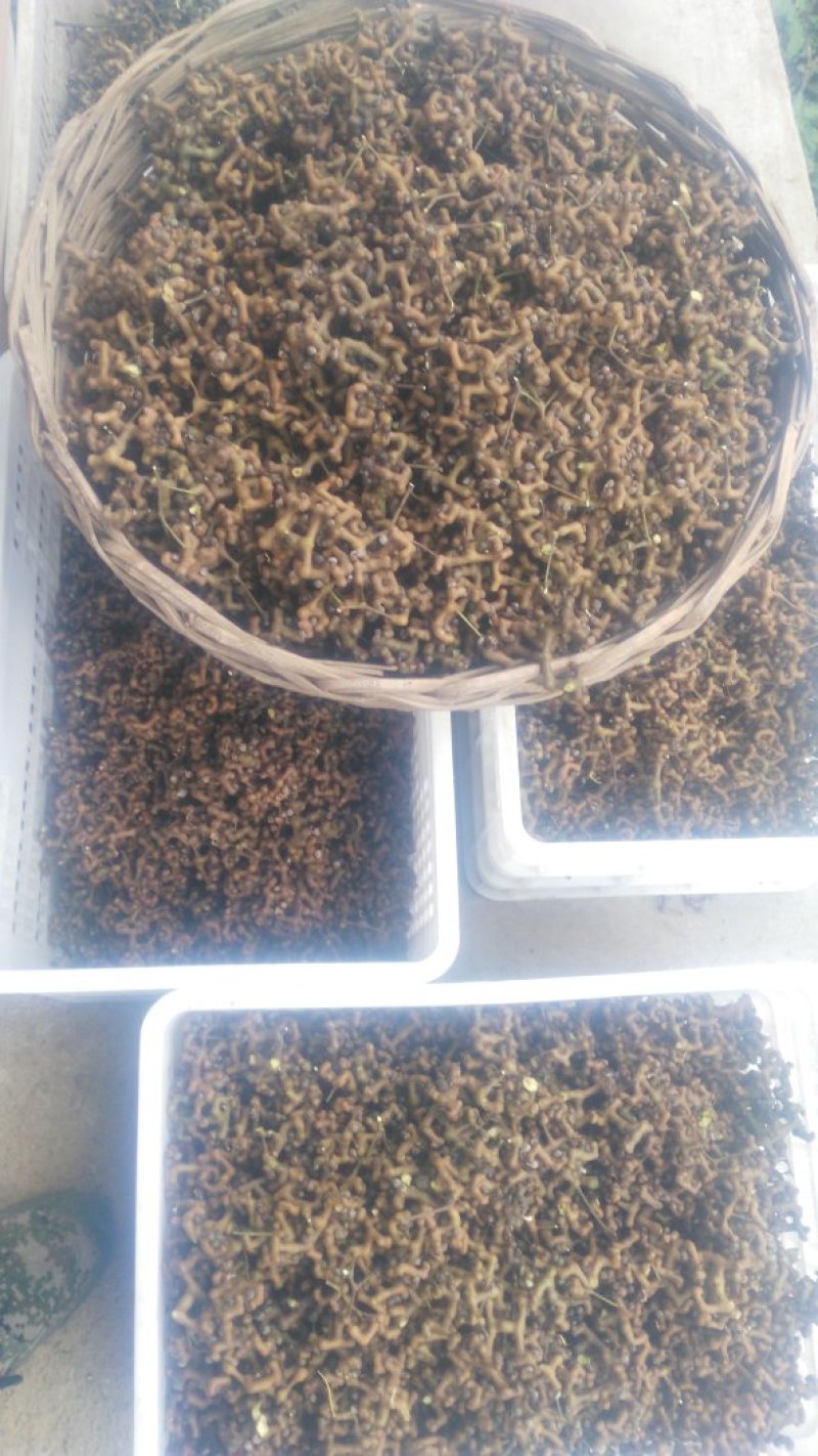 拐枣树苗新鲜万寿果苗子鸡爪梨金勾子果苗