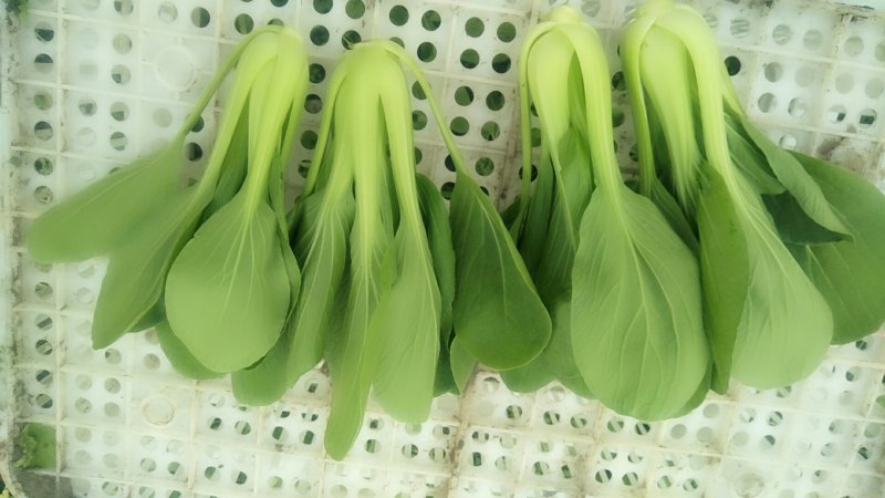 山东曹县精品移栽大青菜，，质量保证，量大优惠。欢迎咨询