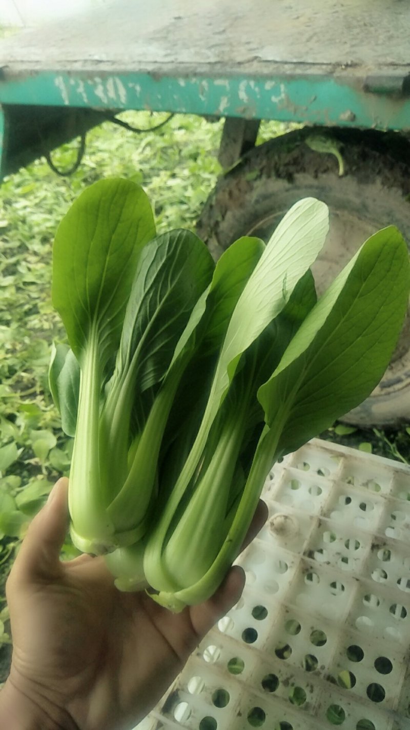 山东曹县精品移栽大青菜，，质量保证，量大优惠。欢迎咨询