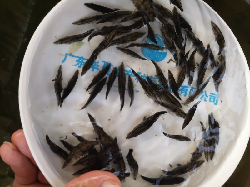 鳜鱼苗