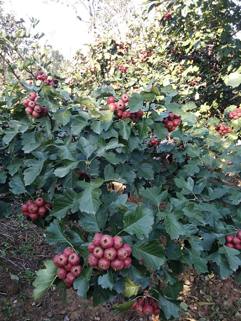 大金星山楂