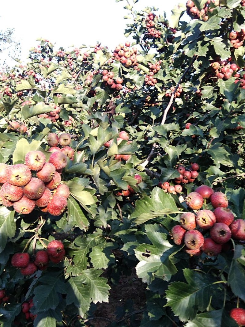 大金星山楂