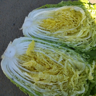 黄心大白菜，杠菜6-10斤以上净菜300万斤