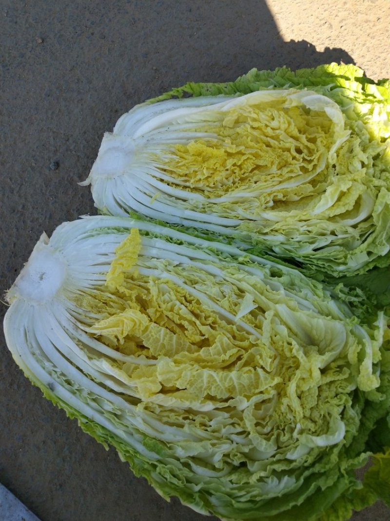 黄心大白菜，杠菜6-10斤以上净菜300万斤