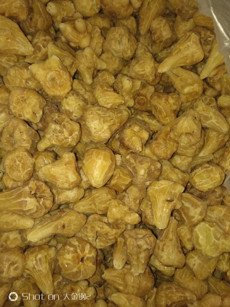炮天雄，葡公英