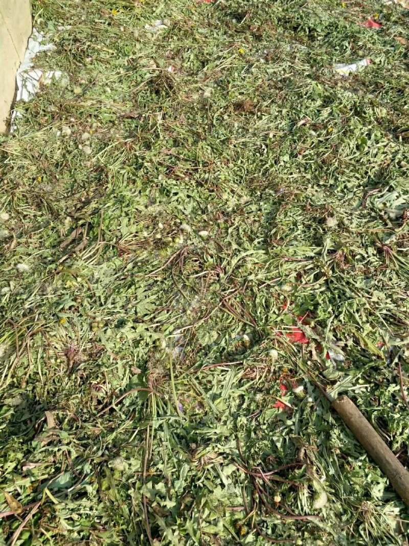 炮天雄，葡公英