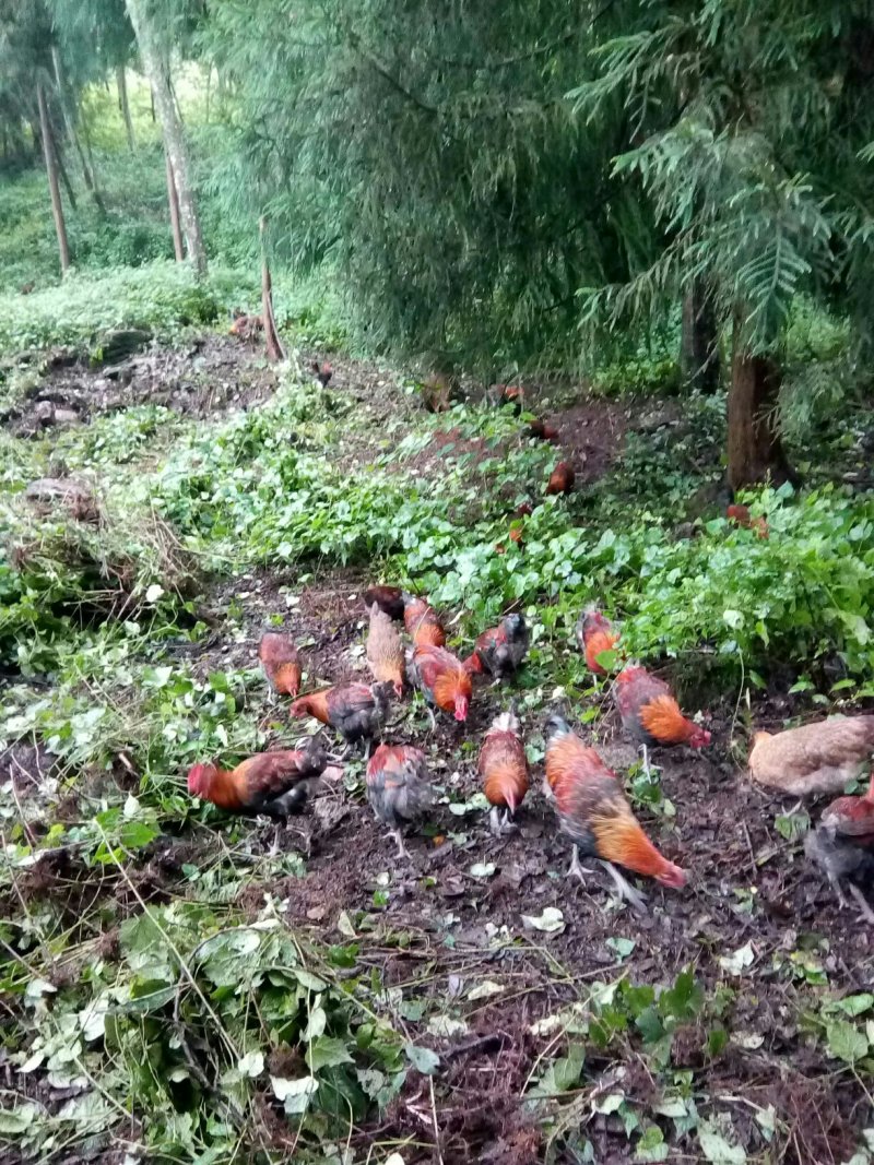 正宗森林散养跑山鸡，吃玉米和山林虫子，草什么是正宗的欢迎