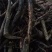 正宗深山老林刺梨根