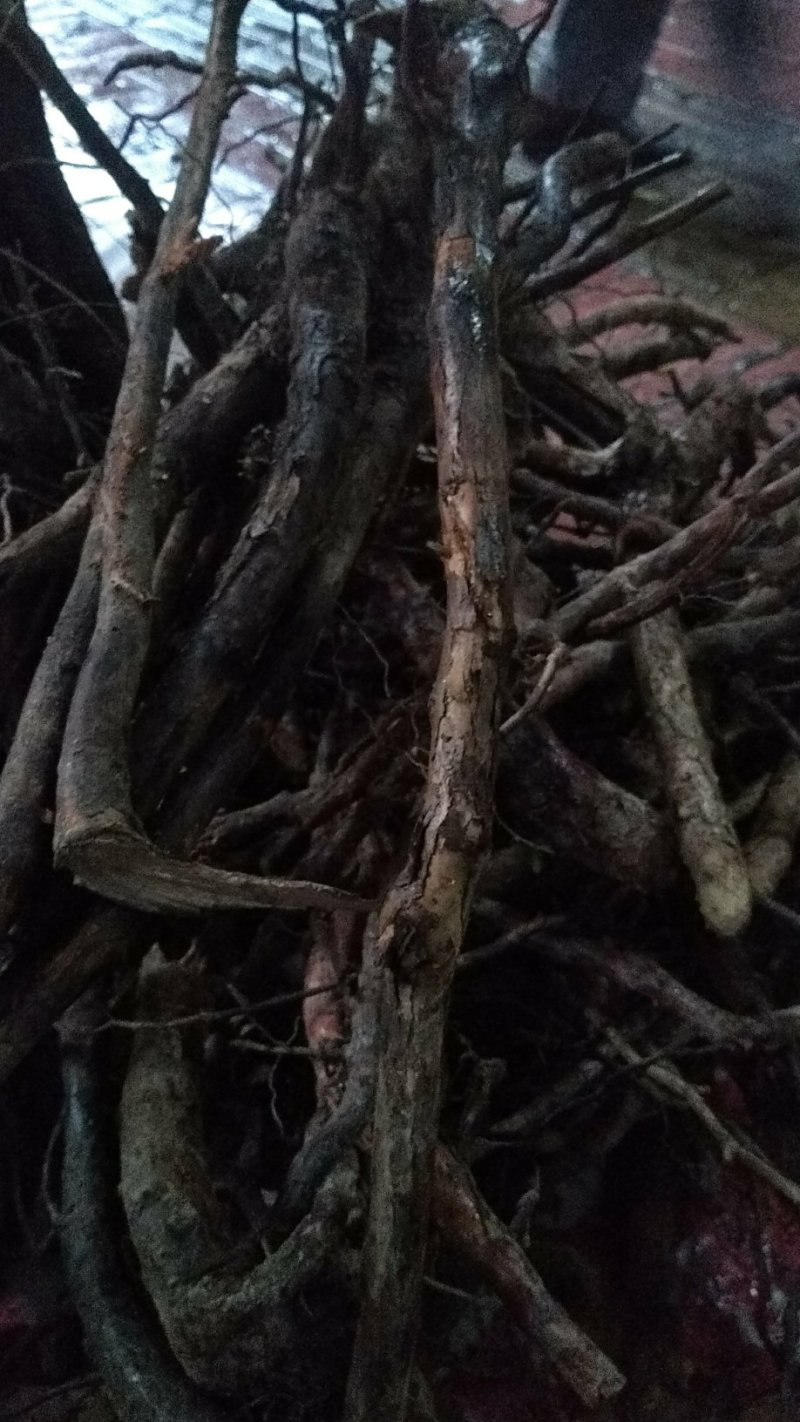 正宗深山老林刺梨根