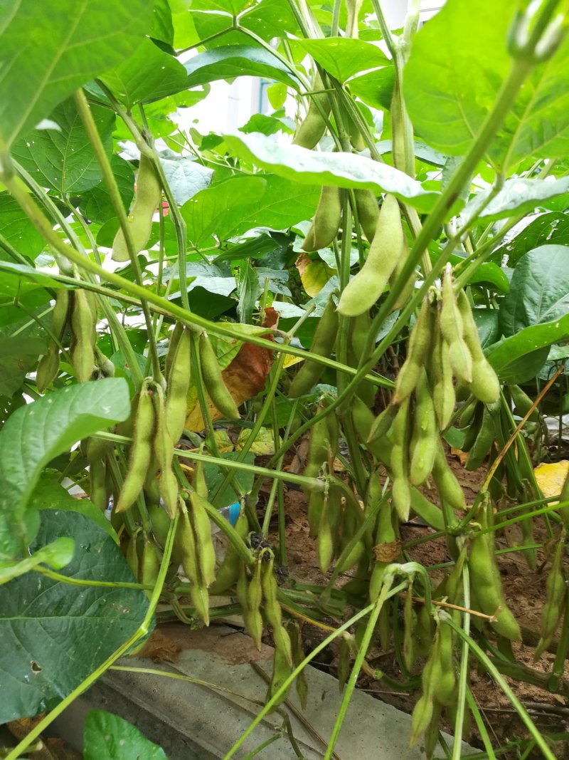 豆腐皮