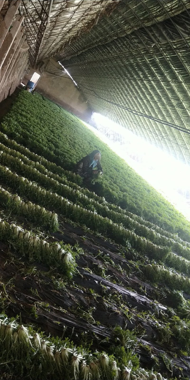 苦菊