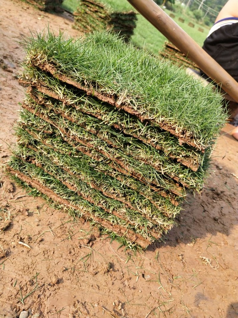 出售各种绿化草，承接绿化工程
