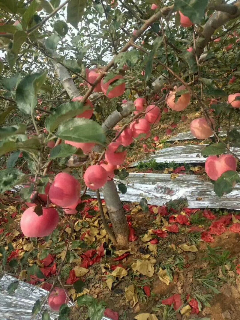 红富士苹果陕西高山红富士