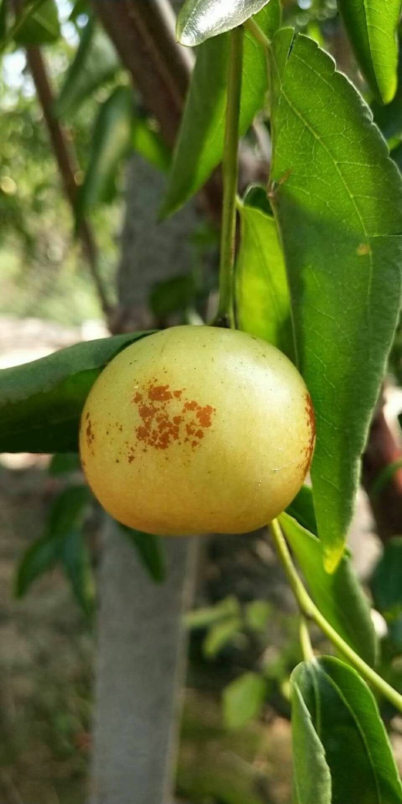 富硒冬枣