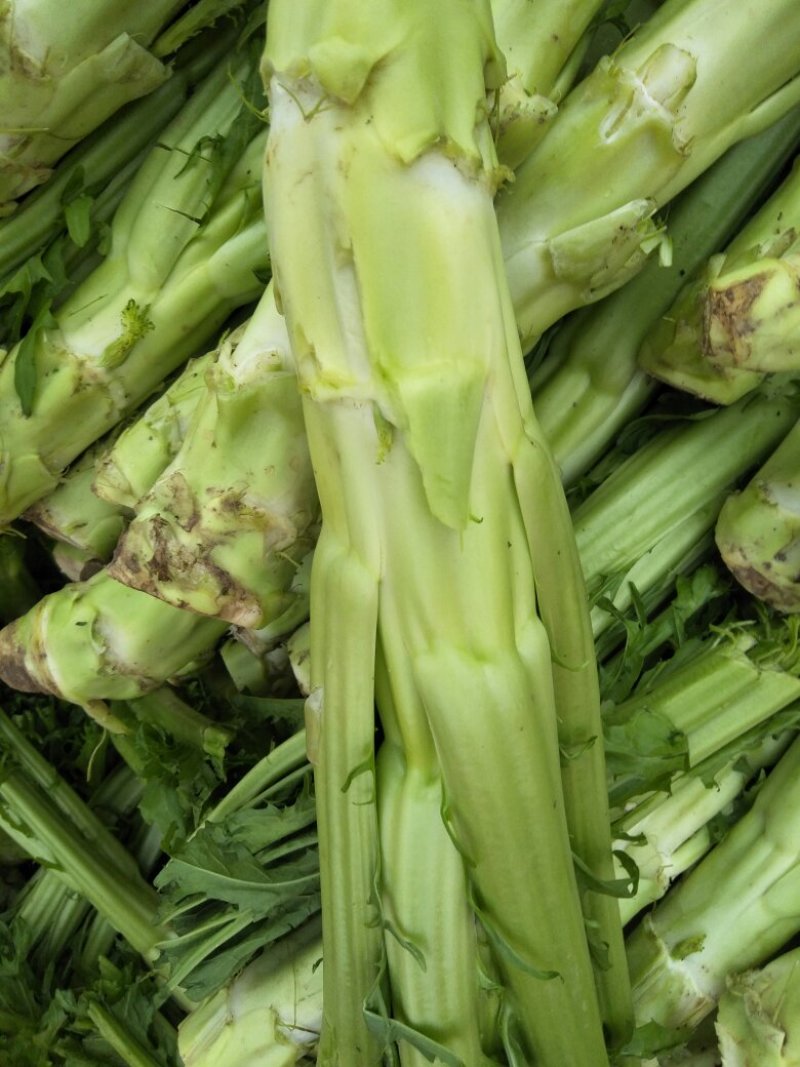 棒菜