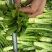 棒菜