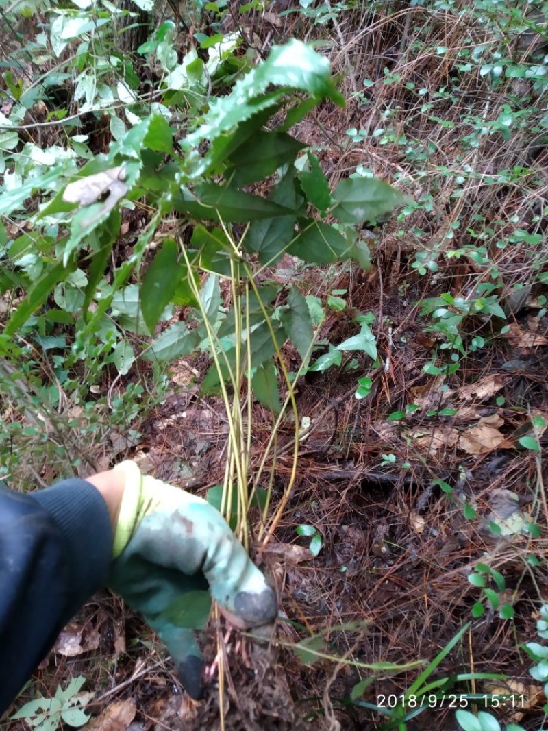 淫羊藿种苗陕西宁强树林野生环境人工繁育几年以上老苗批发