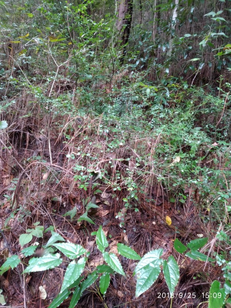 淫羊藿种苗陕西宁强树林野生环境人工繁育几年以上老苗批发