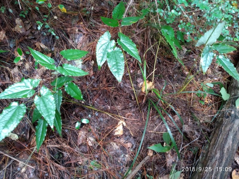 淫羊藿种苗陕西宁强树林野生环境人工繁育几年以上老苗批发