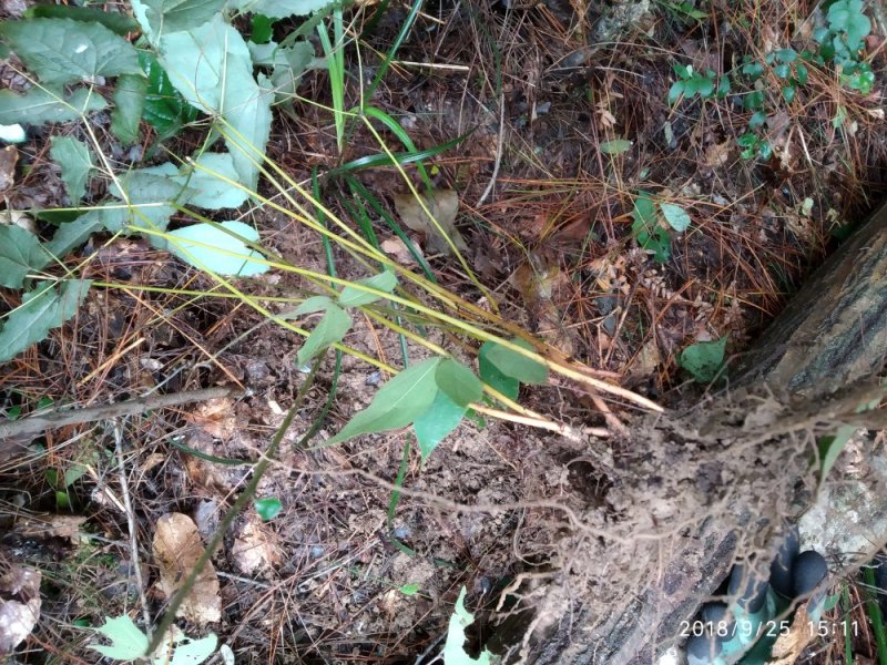 淫羊藿种苗陕西宁强树林野生环境人工繁育几年以上老苗批发