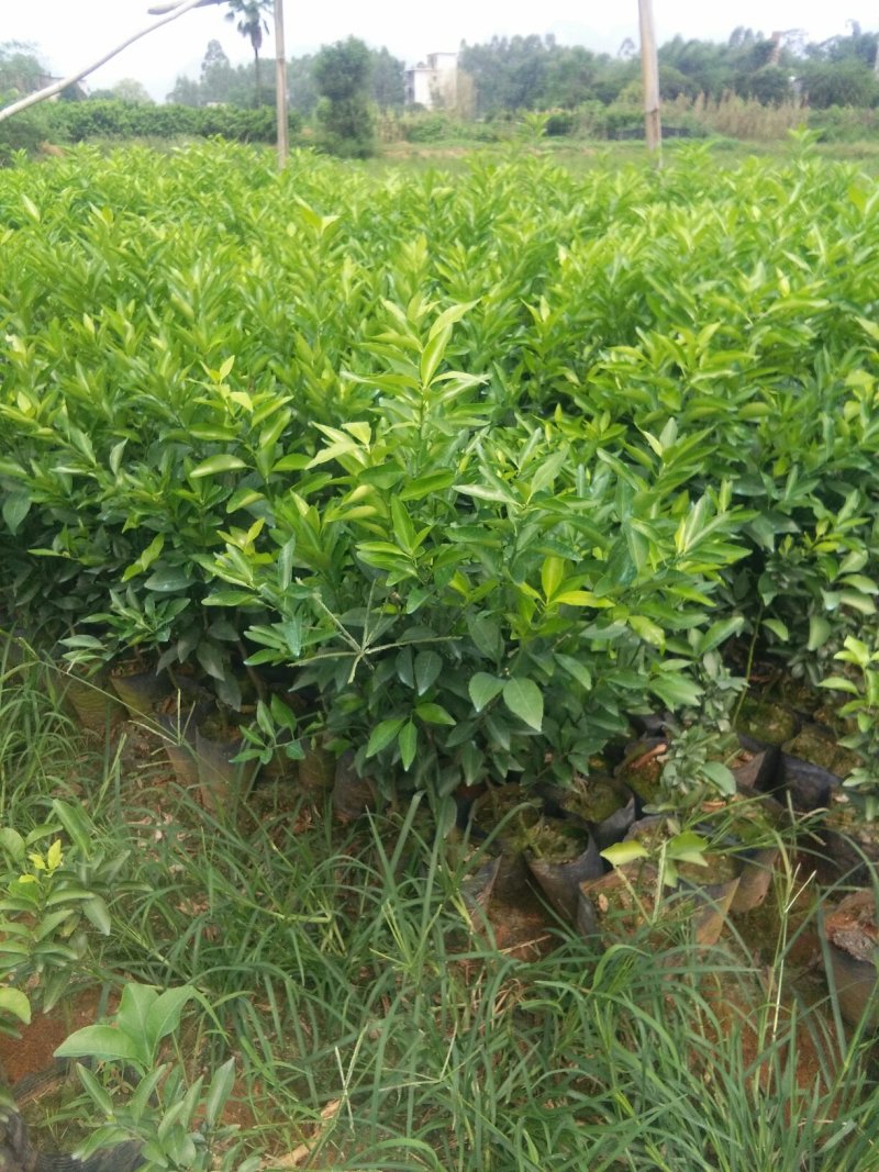 沃柑，红桔头，香橙头，合作社自育自销，包装好车