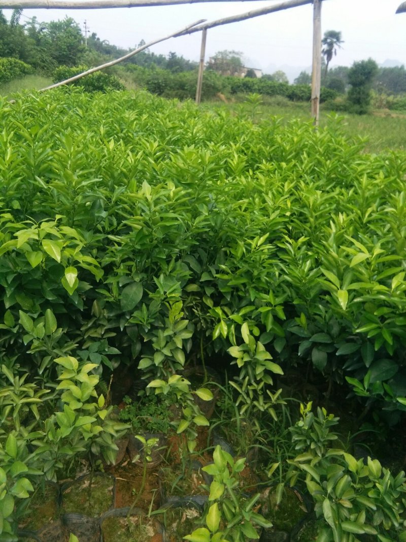 沃柑，红桔头，香橙头，合作社自育自销，包装好车