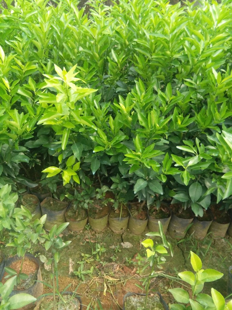 沃柑，红桔头，香橙头，合作社自育自销，包装好车