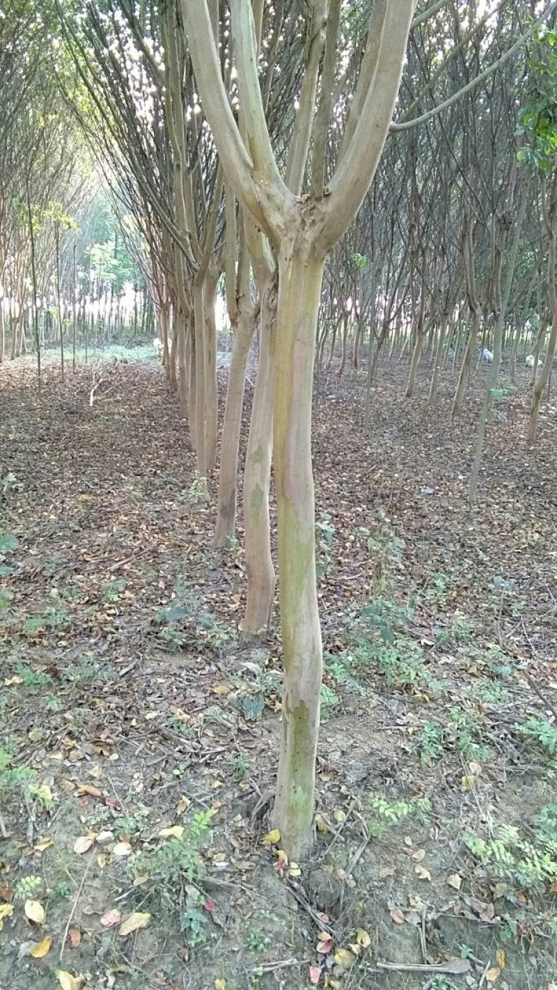基地供应6~10公分紫薇，量大从优