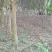 基地供应6~10公分紫薇，量大从优