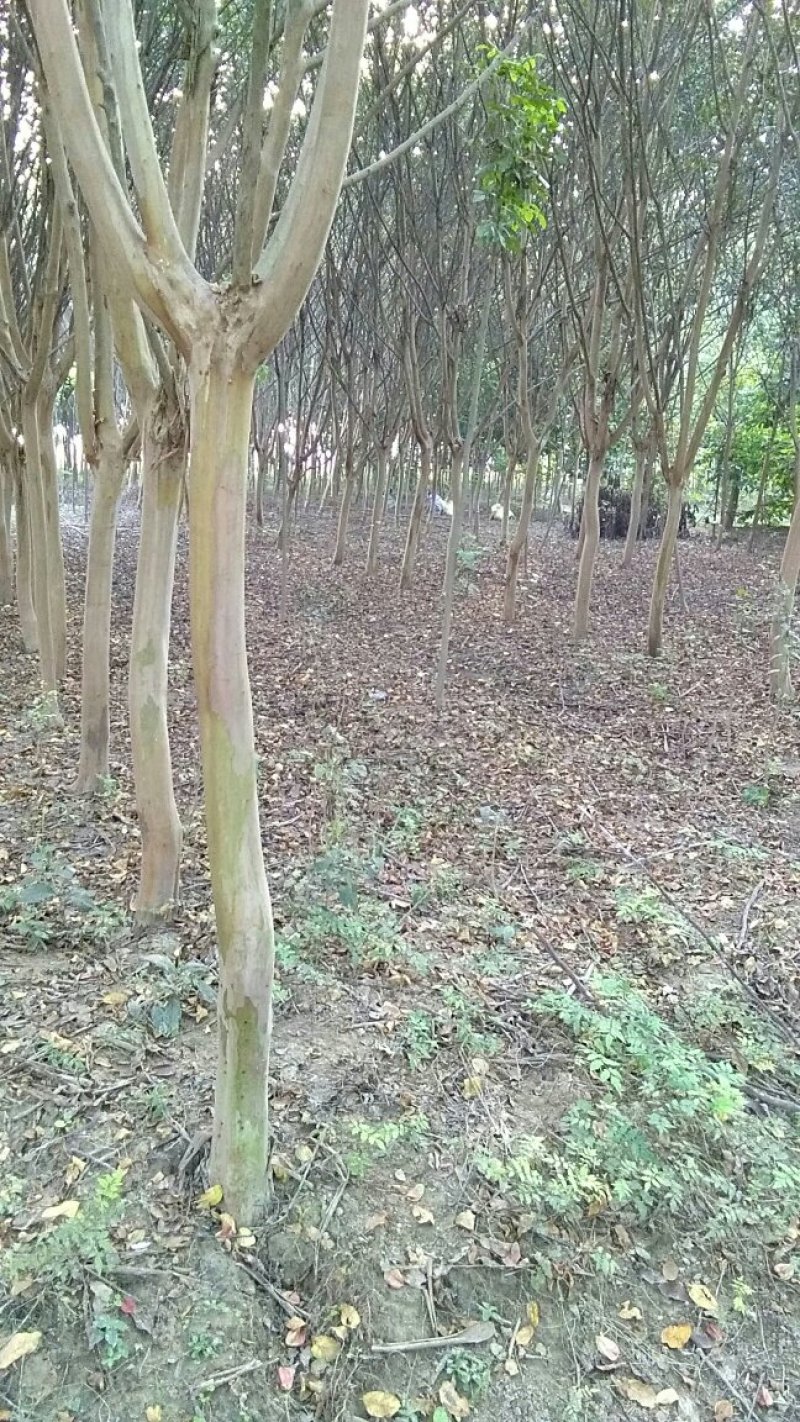 基地供应6~10公分紫薇，量大从优