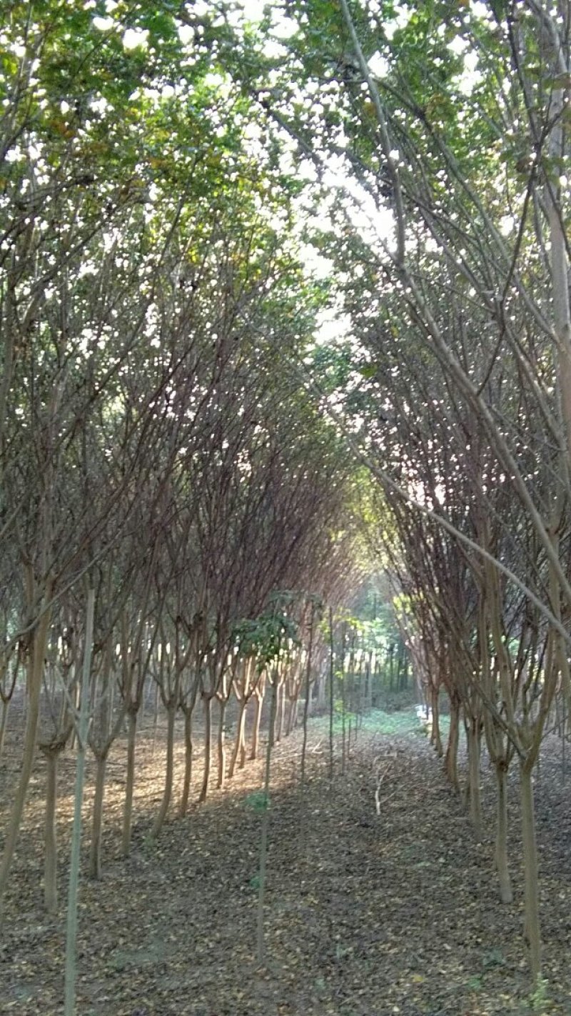 基地供应6~10公分紫薇，量大从优