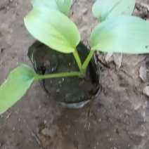 玉簪