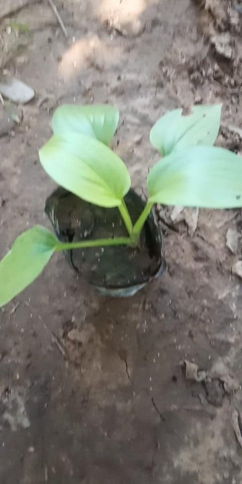 玉簪