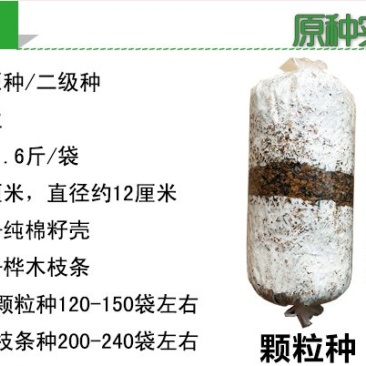 香菇原种二级种椴木种植木头打洞种植零售批发