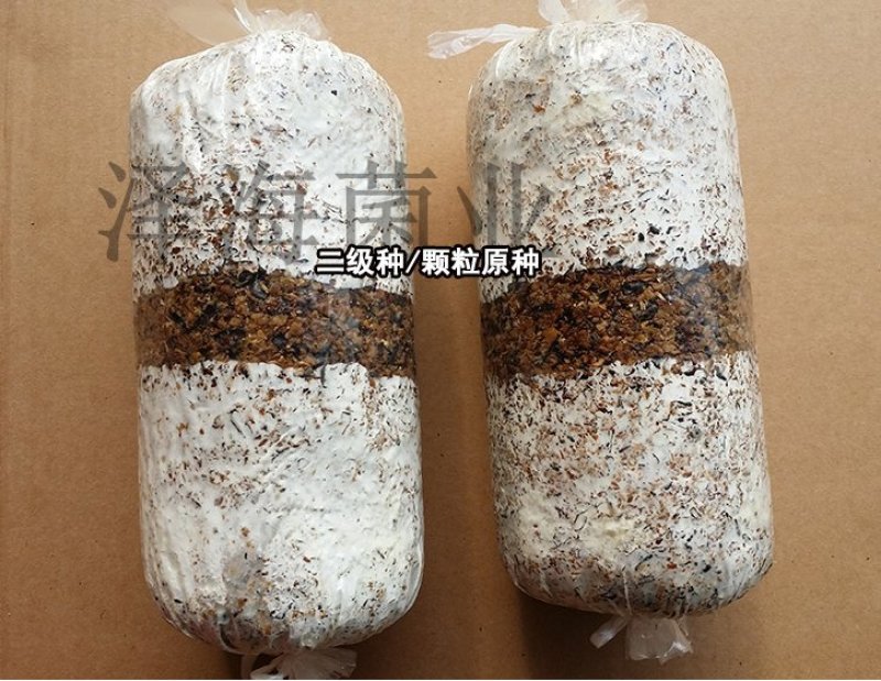 香菇原种二级种椴木种植木头打洞种植零售批发