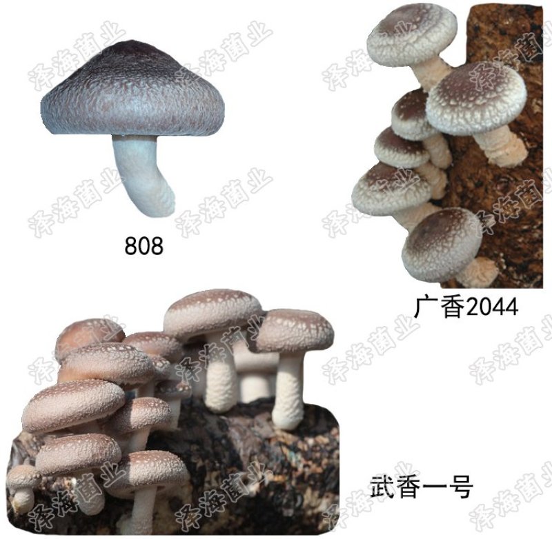 香菇原种二级种椴木种植木头打洞种植零售批发
