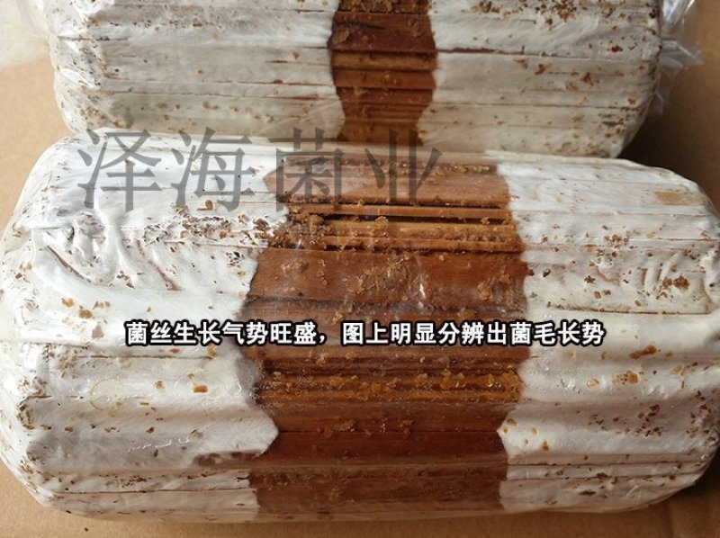 香菇原种二级种椴木种植木头打洞种植零售批发
