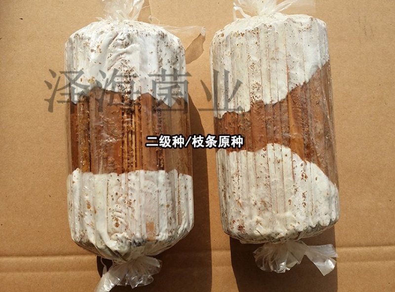 鸡腿菇菌种原种二级种