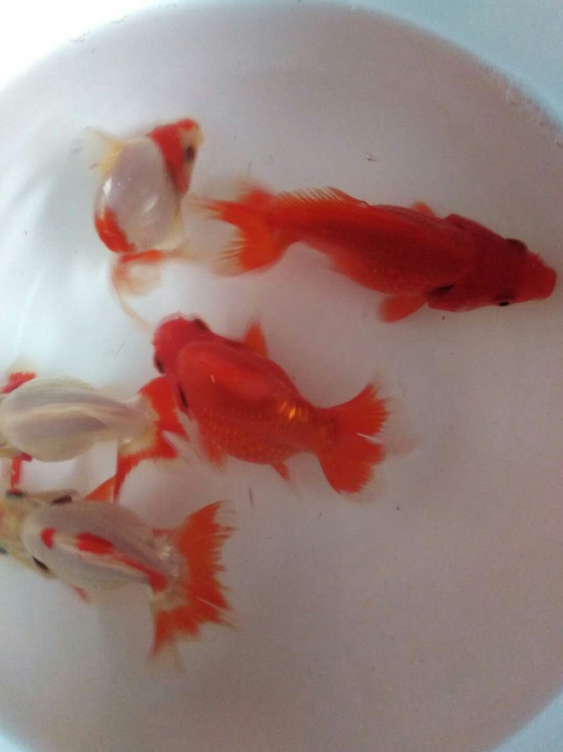 高档金鱼上市了，珍珠，水泡，泰狮，宝狮，高背鎏金，红寿