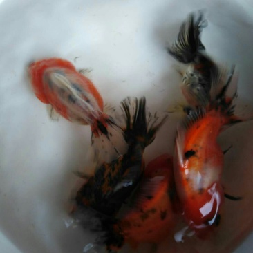 高档金鱼上市了，珍珠，水泡，泰狮，宝狮，高背鎏金，红寿