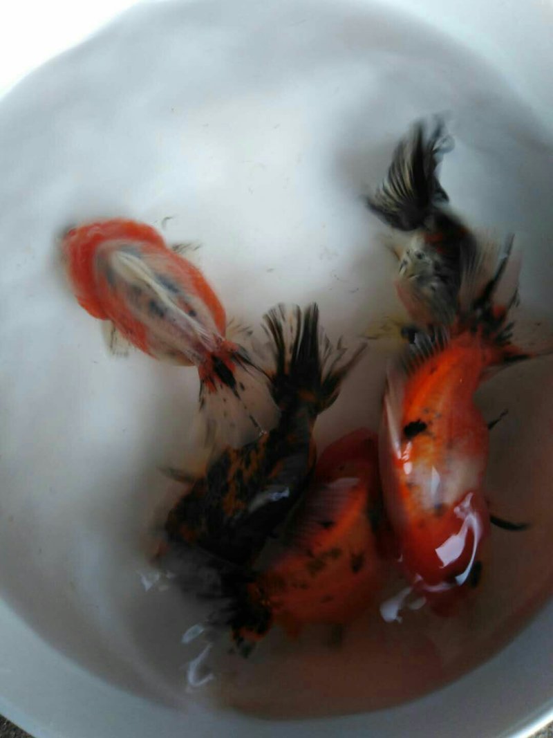 高档金鱼上市了，珍珠，水泡，泰狮，宝狮，高背鎏金，红寿