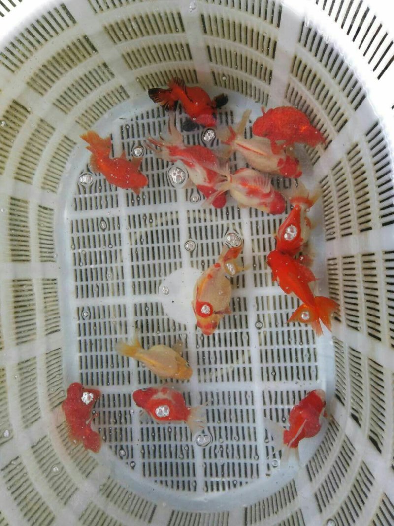 高档金鱼上市了，珍珠，水泡，泰狮，宝狮，高背鎏金，红寿