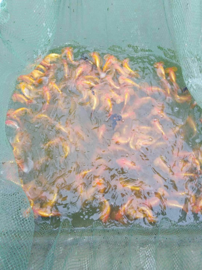 高档金鱼上市了，珍珠，水泡，泰狮，宝狮，高背鎏金，红寿