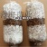 秀珍菇新秀169和2005品种菌种原种二级种